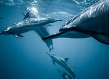 杨瀚森正式入驻小红书并晒视频:快到选秀大会了还有点小紧张